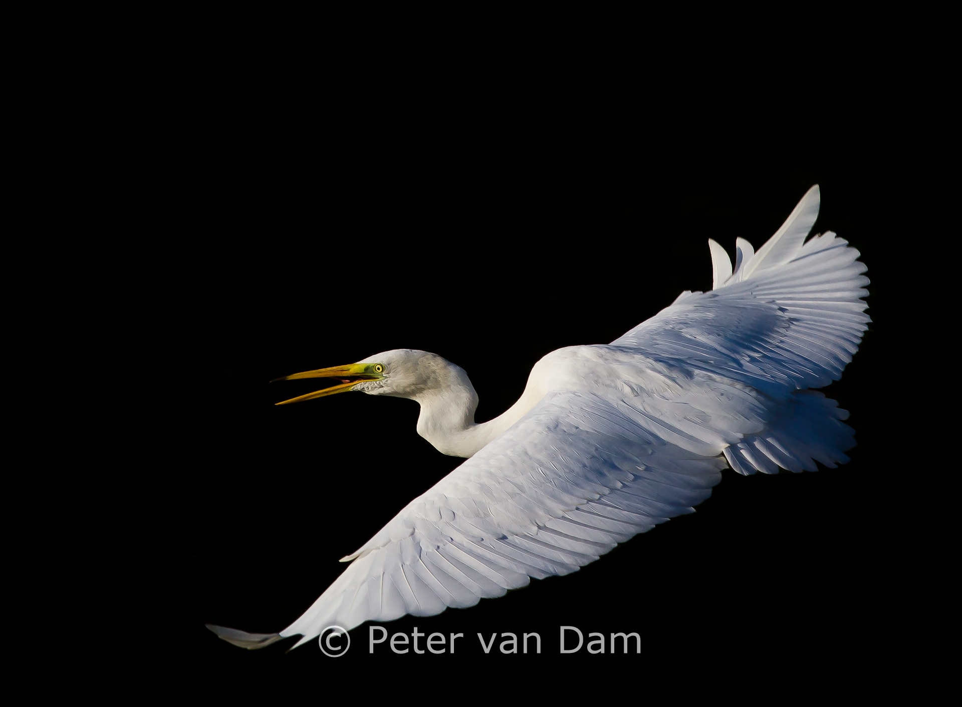 Great egret